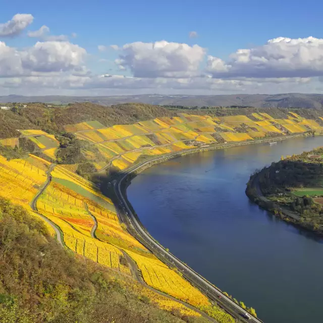 Mittelrhein: Bopparder Hamm im Herbst