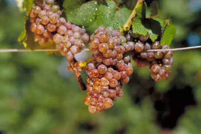 Gewürztraminer