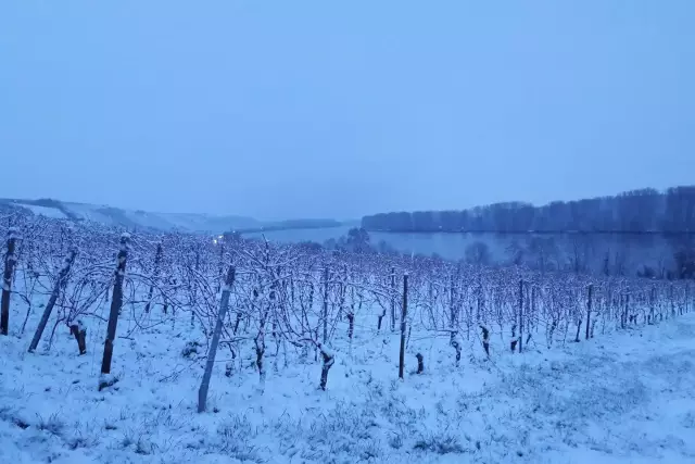 Weinberge im Winter