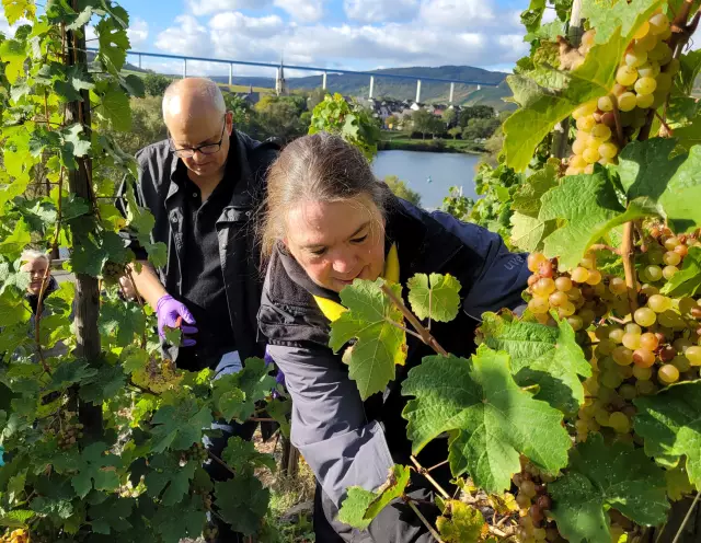 Konzentrierte Arbeit im Weinberg - Bürgermeister Dr. Andreas Bovenschulte und Martina Sanowski-Lütjen vom Martinshof. Foto: Senatspressestelle